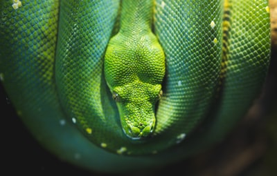 绿蝰蛇照片